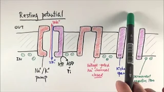 A2 Biology - Resting potential and action potential (OCR A Chapter 13.4)