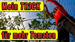 Der Trick ist so einfach! Für Tomaten, Chilis und Paprika