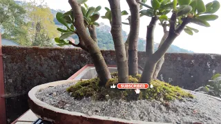 Jade Bonsai Clump Style| An Island view