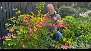 How to Grow & Care For Bleeding Heart | Perennial Garden