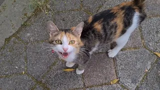 The hungry cat meows impatiently, realizing that I have brought food.