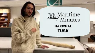 Maritime Minutes: Narwhal Tusk