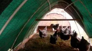How I Built Our Chicken Tractor Part II