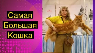 Самая большая кошка - Жорик #мейнкун #выставка кошек