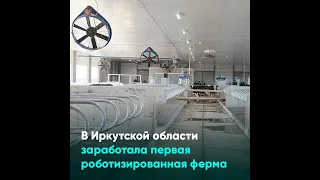 В Иркутской области заработала первая роботизированная ферма