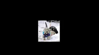 Dandie Dinmont Terrier/денди динмонт терьер