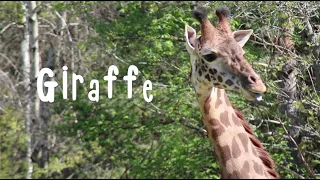 Zoo to You: Happy World Giraffe Day