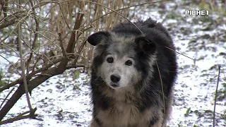 Рівнян закликають допомогти пережити зиму безпритульним тваринам