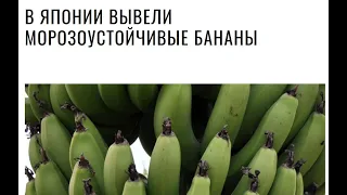 Морозоустойчивые бананы