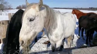 Едем в Слободу Германа Стерлигова