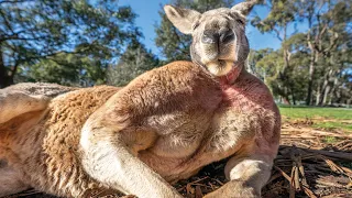 Buff Kangaroo Gets Girls by Flexing Muscles