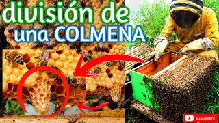 ✅ An Easy Way to MULTIPLY Hives 👉 Natural Method 🐝