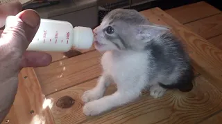 How to properly feed a kitten - Part 2.