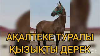 Ақалтеке туралы қызықты дерек