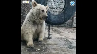 Crying bear cubs separated from their mother. But not for long...