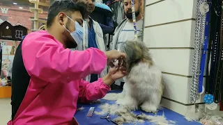 shih tzu summer haircut with scissor