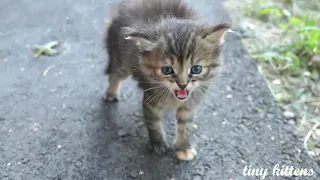 Very angry kitten ,New little kitten hisses at me ,cute baby kitten