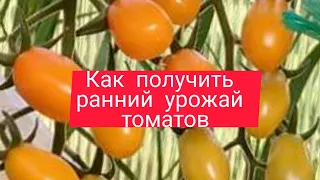 ПОМИДОРЫ (Как получить ранний урожай томатов)