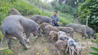 Gardening and raising wild boar in the mountains. Green forest life (ep247)