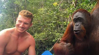 SLAPPED BY AN ORANGUTAN IN INDONESIA!!! 🦧🇮🇩