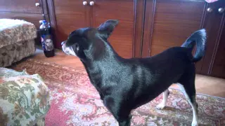 Dog singing