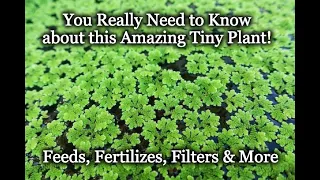 Azolla (Azolla caroliniana) - A Water Plant You Need to Know About!