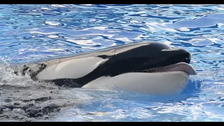 Orca Encounter Highlights from January 1st, 2022