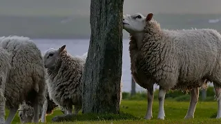 artfrob - Sheepish