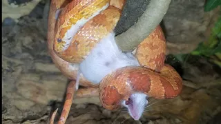 Corn Snakes Eats Mice  (WARNING: LIVE FEEDING) *First Time*🗣 🔥