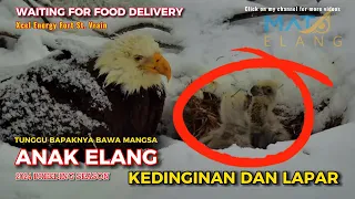 🥶🐥🐥KEDINGINAN DAN LAPAR,ANAK ELANG MENUNGGU FOOD DELIVERY🦅