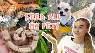 FEEDING ALL MY PETS! (40+ ANIMALS! REPTILES, SNAKES, LIZARDS & MORE!)