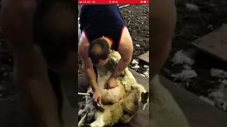 Shearing sheep with flexi and no moccasins.  #shorts