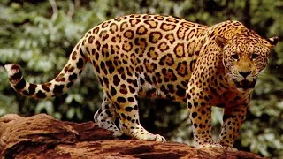 South America's Secret Animal (Incomplete VHS For ARCHIVAL USE ONLY)