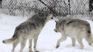 Gray Wolves Howling, Parc Omega