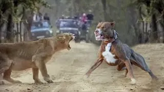 Pitbull vs.Lion | Aggressive animals | #fight #trending