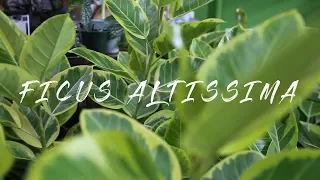 Plant Parenthood Video Series: Ficus Altissima Spotlight