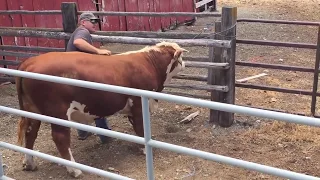 Handling bulls is not easy. More bull fun