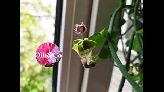 Комнатные цветы Цветение Церопегия Хайгарта (Ceropegia haygarthii)