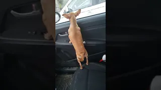 Sad Chihuahua Crying When Dad Goes In to a Store.