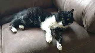 Cat Lived 17 Years In Neglect Finds Someone She Loves and Won't Let Go