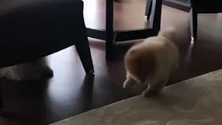 Pomeranian has a sneezing fit
