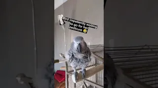 Impatient Bird🤣 #birds #bird #lol #funny #pets #youtubeshorts #parrot  #parrottalking #funnybird