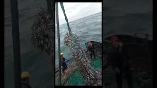 Amazing Fishing! Catching Seafood's 🦐🦀 Deep Sea Creatures ( Octopus, Lobster, Crab, Squid, Shrimp )