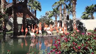 Flamingos