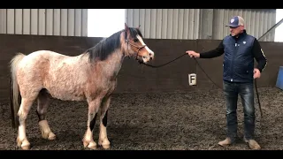 Aggressive horse needs help!