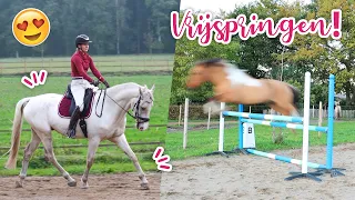 VRIJSPRINGEN met de paarden + eerste keer rijden in de bak! | felinehoi VLOG #484