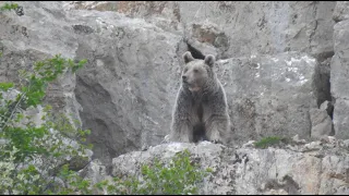 Fotokapan çekimi değildir / İlginç Ayı Görüntüleri / Interesting Bear Videos.