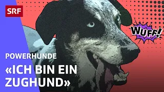 Amaru: Der schnellste Hund | Powerhunde | SRF Kids – Kindervideos