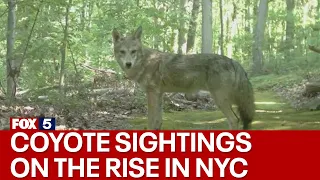 Coyote sightings in New York City on the rise