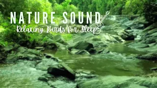 Relaxing Nature Sounds - Relaxing Guitar Music - The Murmuring Stream and Bird Singing